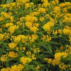 'Hello Yellow' Milkweed -Naty Plants Shop hello yellow milkweed 3