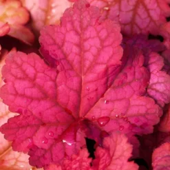'Berry Smoothie' Coral Bells -Naty Plants Shop heuchera berry smoothie coral bells 3 786b0487 b5ec 4562 8813 9d5b97ed6c12 sw