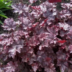 'Palace Purple' Coral Bells -Naty Plants Shop heuchera palace purple 3 sw
