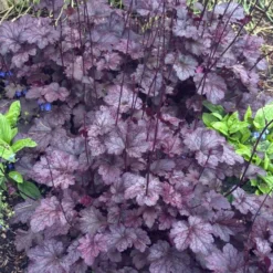 'Palace Purple' Coral Bells -Naty Plants Shop heuchera palace purple 4 sw