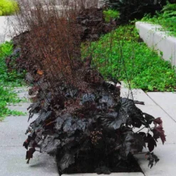 'Palace Purple' Coral Bells -Naty Plants Shop heuchera palace purple 5 sw