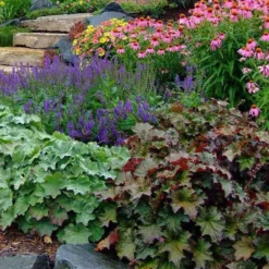 'Palace Purple' Coral Bells -Naty Plants Shop heuchera palace purple 6 sw