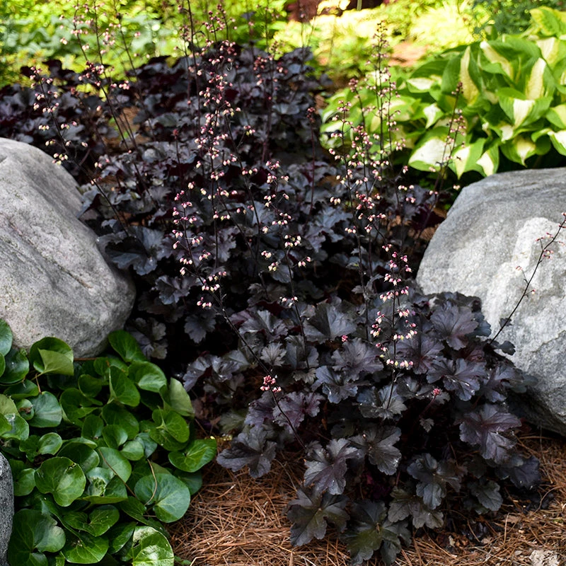 Primo® 'Black Pearl' Coral Bells 2 Primo® 'Black Pearl' Coral Bells - Image 2