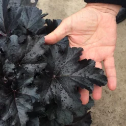 Primo® 'Black Pearl' Coral Bells 9 Primo® 'Black Pearl' Coral Bells -Naty Plants Shop heuchera primo black pearl coral bells 3