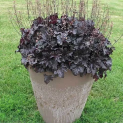 Primo® 'Black Pearl' Coral Bells 10 Primo® 'Black Pearl' Coral Bells -Naty Plants Shop heuchera primo black pearl coral bells 4