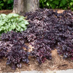Primo® 'Black Pearl' Coral Bells 11 Primo® 'Black Pearl' Coral Bells -Naty Plants Shop heuchera primo black pearl coral bells 5