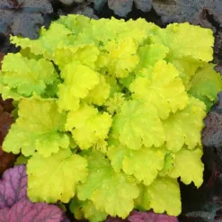 'Twist Of Lime' Coral Bells -Naty Plants Shop heuchera twist of lime 3