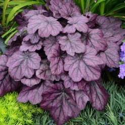 Primo® 'Wild Rose' Coral Bells -Naty Plants Shop heuchera wild rose 5
