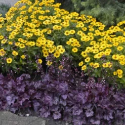 Primo® 'Wild Rose' Coral Bells -Naty Plants Shop heuchera wild rose 6