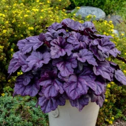 Mother's Day Collection -Naty Plants Shop heuchera wildberry 1