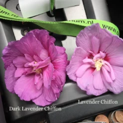 Dark Lavender Chiffon® Rose Of Sharon -Naty Plants Shop hibiscus dark lavender chiffon 1