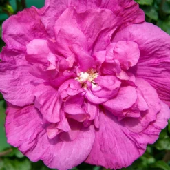 Magenta Chiffon® Rose Of Sharon