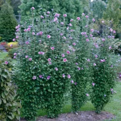 Purple Pillar® Rose Of Sharon