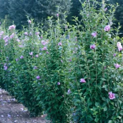 Purple Pillar® Rose Of Sharon -Naty Plants Shop hibiscus purple pillar 3