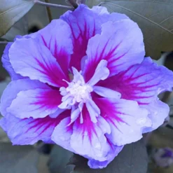 Purple Pillar® Rose Of Sharon -Naty Plants Shop hibiscus purple pillar 4