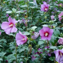 Purple Satin® Rose Of Sharon -Naty Plants Shop hibiscus purple satin 3