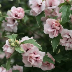 Sugar Tip® Rose Of Sharon -Naty Plants Shop hibiscus sugar tip 3