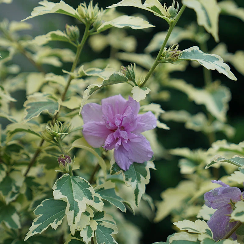 Sugar Tip® Gold Rose Of Sharon 2 Sugar Tip® Gold Rose Of Sharon - Image 2