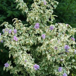 Sugar Tip® Gold Rose Of Sharon 6 Sugar Tip® Gold Rose Of Sharon -Naty Plants Shop hibiscus sugar tip gold 3