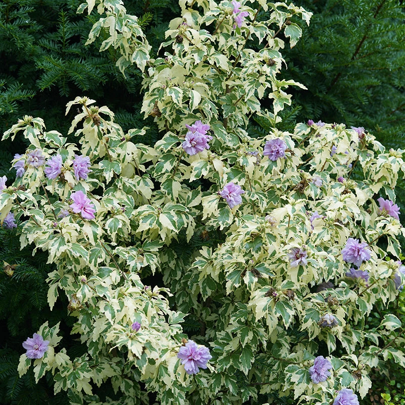 Sugar Tip® Gold Rose Of Sharon 3 Sugar Tip® Gold Rose Of Sharon - Image 3