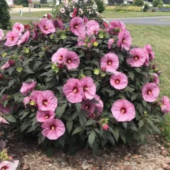 Summerific® 'Berry Awesome' Perennial Hibiscus -Naty Plants Shop hibiscus summerific berry awesome 4 sw