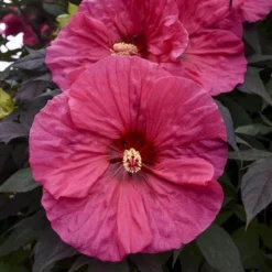 Summerific® 'Evening Rose' Perennial Hibiscus
