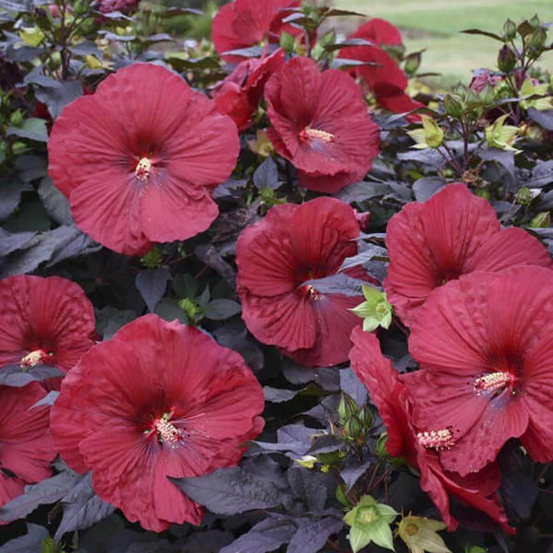 Summerific® 'Holy Grail' Perennial Hibiscus 2 Summerific® 'Holy Grail' Perennial Hibiscus - Image 2