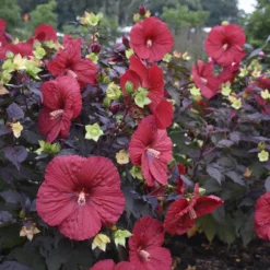 Summerific® 'Holy Grail' Perennial Hibiscus 8 Summerific® 'Holy Grail' Perennial Hibiscus -Naty Plants Shop hibiscus summerific holy grail 2 sw