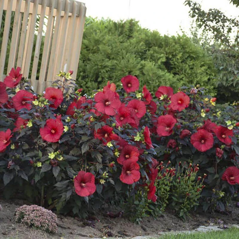 Summerific® 'Holy Grail' Perennial Hibiscus 4 Summerific® 'Holy Grail' Perennial Hibiscus - Image 4