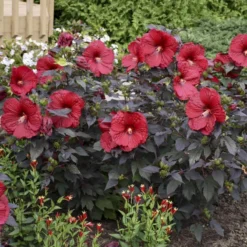 Summerific® 'Holy Grail' Perennial Hibiscus 10 Summerific® 'Holy Grail' Perennial Hibiscus -Naty Plants Shop hibiscus summerific holy grail 5 sw