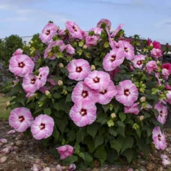Summerific® 'Spinderella' Perennial Hibiscus -Naty Plants Shop hibiscus summerific spinderella 1 sw