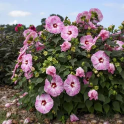 Summerific® 'Spinderella' Perennial Hibiscus -Naty Plants Shop hibiscus summerific spinderella 2 sw