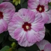 Summerific® 'Spinderella' Perennial Hibiscus