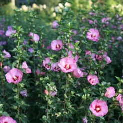 Ruffled Satin® Rose Of Sharon -Naty Plants Shop hibsicus ruffled satin 3