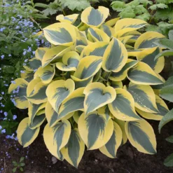 Shadowland® 'Autumn Frost' Hosta -Naty Plants Shop hosta autumn frost 4