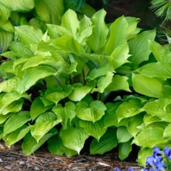'Fire Island' Hosta -Naty Plants Shop hosta fire island 2