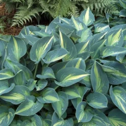 'June' Hosta -Naty Plants Shop hosta june 1