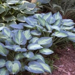 'June' Hosta -Naty Plants Shop hosta june 2