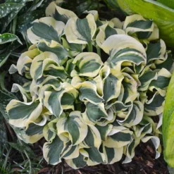 'Mini Skirt' Hosta -Naty Plants Shop hosta mini skirt 2