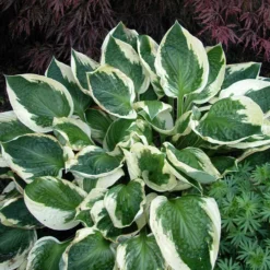 'Patriot' Hosta 9 'Patriot' Hosta -Naty Plants Shop hosta patriot 3