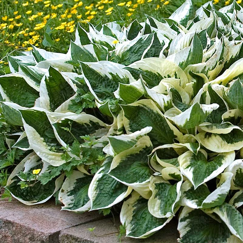 'Patriot' Hosta 5 'Patriot' Hosta - Image 5