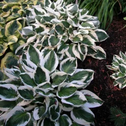 'Patriot' Hosta 11 'Patriot' Hosta -Naty Plants Shop hosta patriot 6