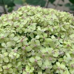 Lime Rickey® Smooth Hydrangea 8 Lime Rickey® Smooth Hydrangea -Naty Plants Shop hydrangea arborescens lime rickey 1