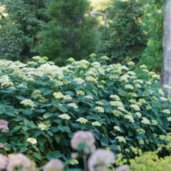 Lime Rickey® Smooth Hydrangea 7 Lime Rickey® Smooth Hydrangea -Naty Plants Shop hydrangea arborescens lime rickey 4