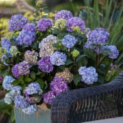 Endless Summer® BloomStruck® Bigleaf Hydrangea -Naty Plants Shop hydrangea bloomstruck endless summer 21 sw