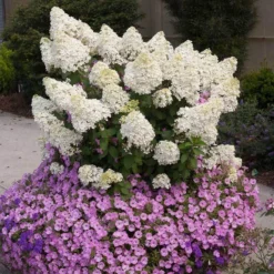 Bobo® Panicle Hydrangea -Naty Plants Shop hydrangea bobo 2 sw