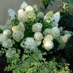 Bobo® Panicle Hydrangea -Naty Plants Shop hydrangea bobo 3 sw