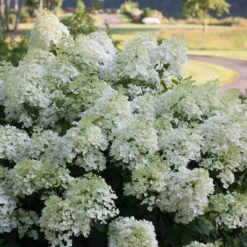Bobo® Panicle Hydrangea -Naty Plants Shop hydrangea bobo 4 sw