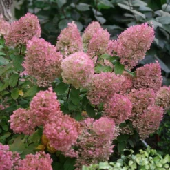 Bobo® Panicle Hydrangea -Naty Plants Shop hydrangea bobo 5 sw