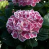 Cityline® Mars Bigleaf Hydrangea